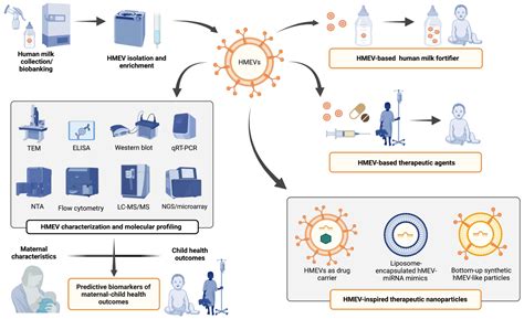 Human Milk Extracellular Vesicles: A Biological System with Clinical ...