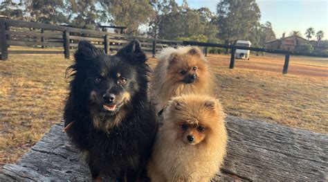 BALD ROCK BUSH RETREAT (Tenterfield) - Ranch Reviews & Photos - Tripadvisor