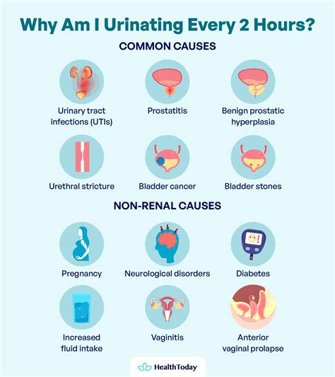 Frequent Urination With Pain | Kidney Disease and Other Causes - HealthToday