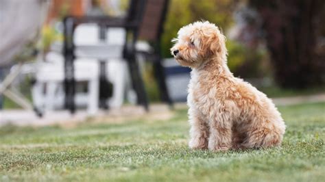 Veterinarian In Reidsville, NC 27320 | Reidsville Veterinary Hospital