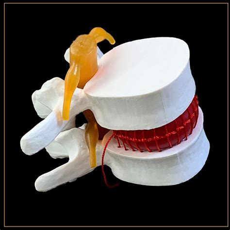 Buy ZJIAN Human Skeleton Model,Anatomical Human Lumbar Vertebrae ...