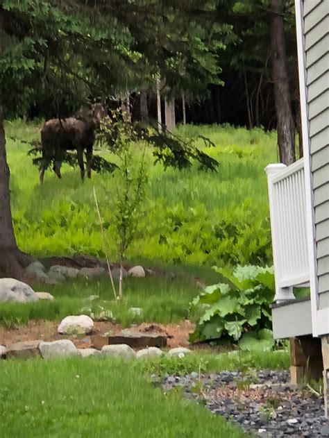 Moose Facts: Discover the Majesty of Maine's Iconic Mammal
