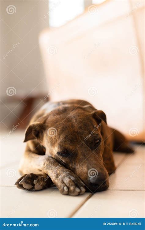 Portrait of the Slipping Dog on the Tiled Floor. Brindle Dog. Stock ...