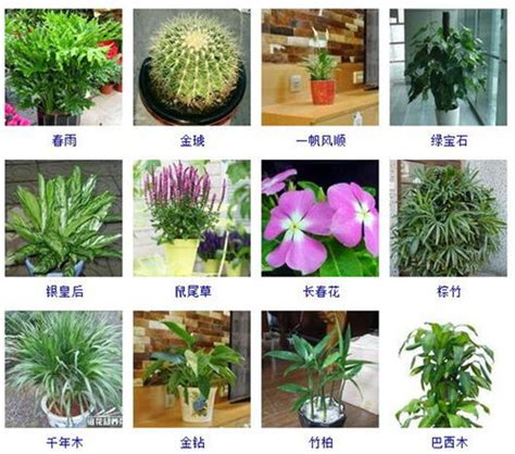 比较好养的室内植物有哪些-室内适合养的比较大型的什么植物
