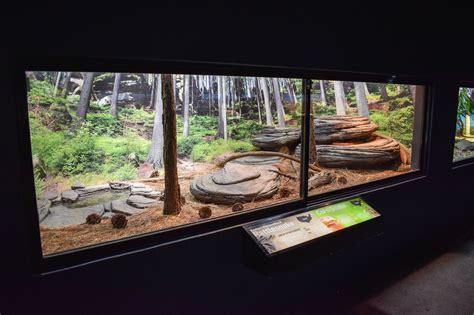 Rattlesnake/Corn Snake Enclosure | Snake enclosure, Reptile house, Corn ...