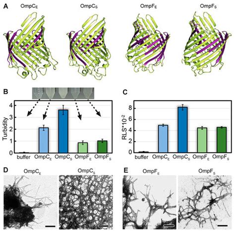 OmpC and OmpF Outer Membrane Proteins of Escherichia coli and ...