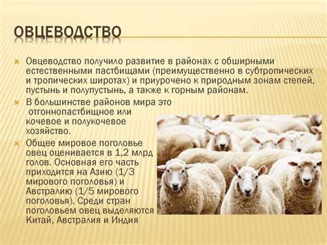 Овцеводство как бизнес. Бизнес-план овцеводства для России