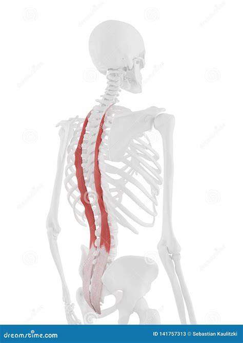 The Longissimus Thoracis stock illustration. Illustration of ...