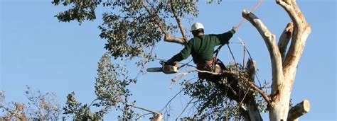 Image result for Alpharetta Tree Service