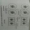 observe the following concept map and explain the mitosis in detail ...