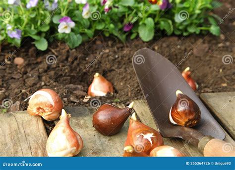 Planting Hyacinth and Tulip Bulbs in a Bed with a Planter Stock Photo ...