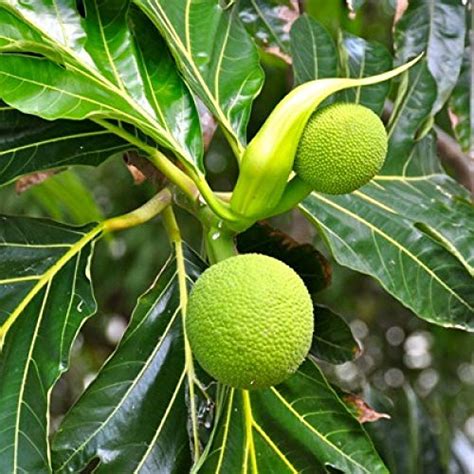 Buy Breadfruit Plant - Artocarpus Online at Low Prices in India - Amazon.in