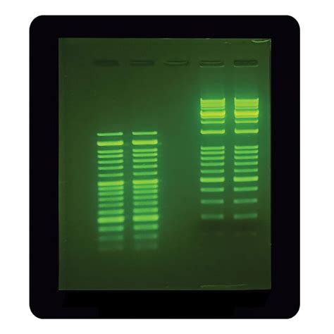 Benchmark Scientific SMARTGLOW PRE-STAIN, 1ML, Green, Solvent-Based ...