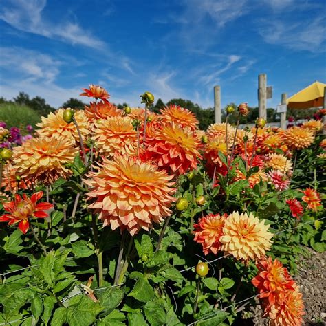 AYLETT NURSERIES (2025) All You Need to Know BEFORE You Go (with Photos ...