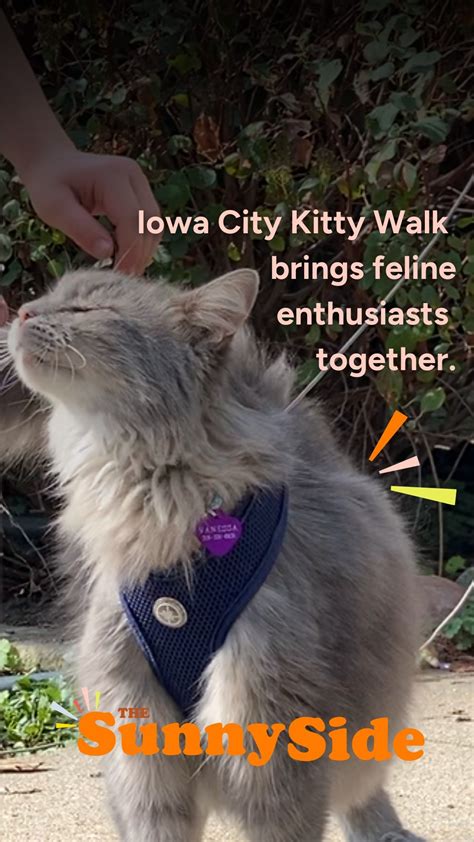 Iowa Public Radio | Cat enthusiasts paraded throughout Iowa City's northside neighborhood over ...