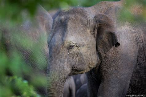 Sri Lankan Elephant | Will Burrard-Lucas