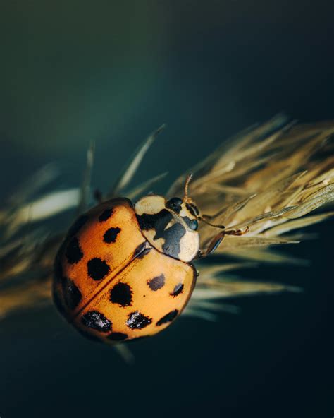 Ladybug Spots Photos, Download The BEST Free Ladybug Spots Stock Photos & HD Images