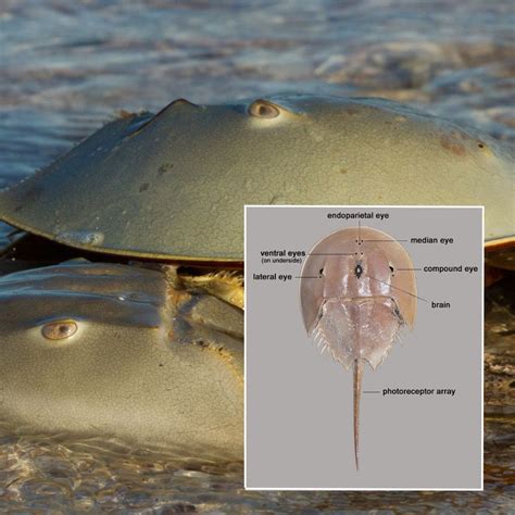 Horseshoe Crab Eyes