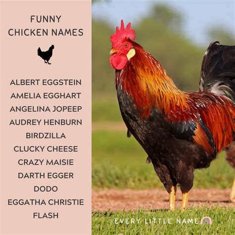 300+ Best Chicken Names (Classic, Cute, and Clever) - Every Little Name
