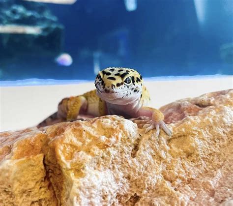 Alternative Foods for Leopard Geckos - A Guide to Feeding - Vital Frog