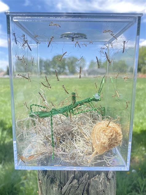 Amazon.com: Live Chinese Ootheca Praying Mantis Egg Case + Crystal ...