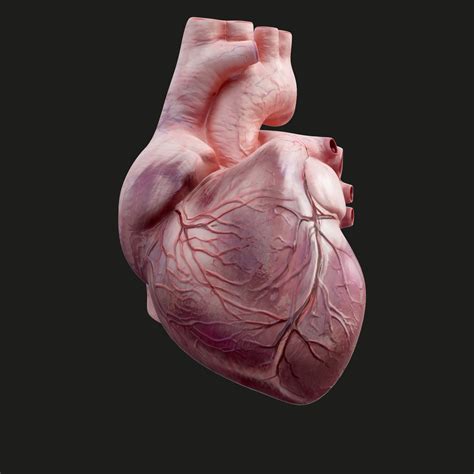 Human heart animation 3D model - TurboSquid 1298711