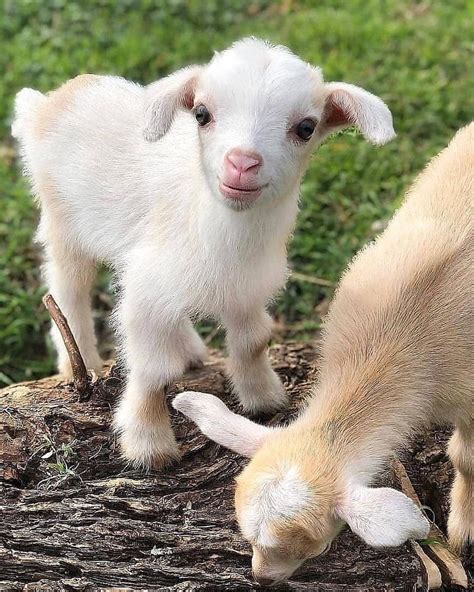Animal on 🌍 on Instagram: “Meet Saturn! A cute baby goat who loves to play with his sister😍 ...