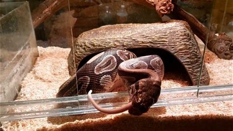 Image result for Python's Meal