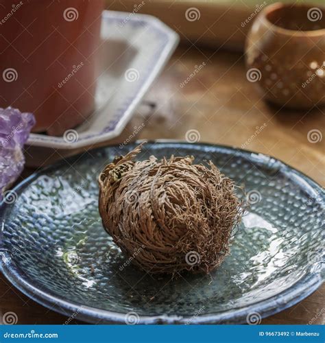 Roses from Jericho stock photo. Image of photosynthesis - 96673492