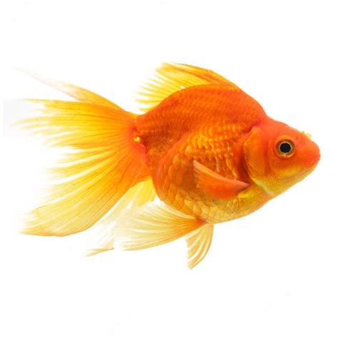 Gold Fish – Fishykart.in