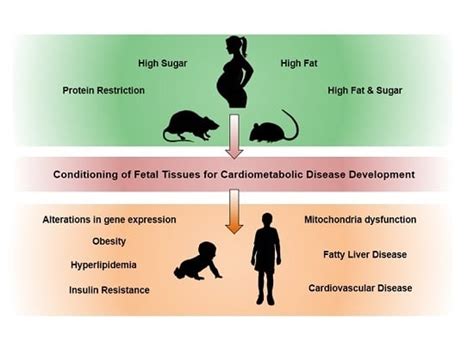 Maternal Macronutrient Consumption and the Developmental Origins of ...