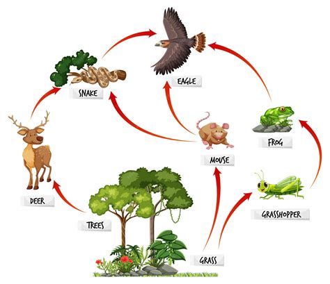 Grassland Food Web For Kids