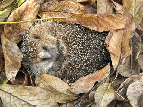 29 Facts About Hibernation - OhMyFacts