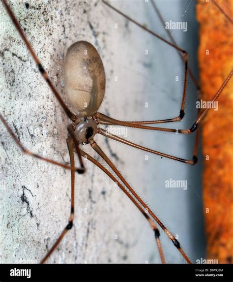 Long legs spiders hi-res stock photography and images - Alamy