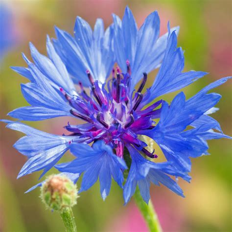 Blue Cornflower Plant