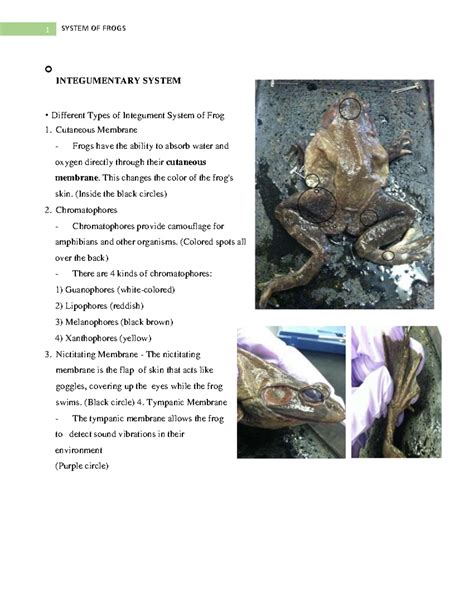 Phylum Chordata - 1 INTEGUMENTARY SYSTEM Different Types of Integument ...