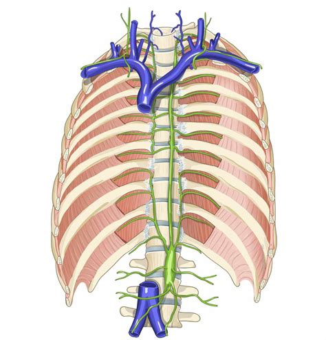 Image result for Lymph Trunk Function