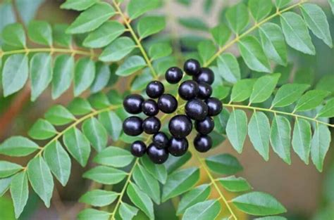 Indian Curry Leaves Curry Leaf Plant Kadi Patta | Ubuy India
