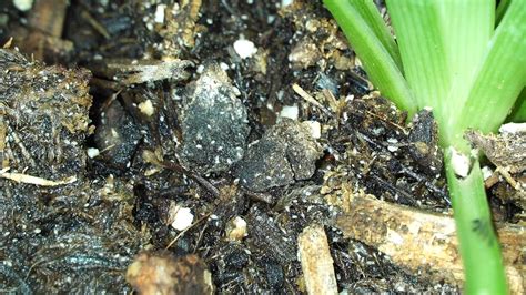 Warning: bug video. I started treating fungus gnats with BTI and Neem ...