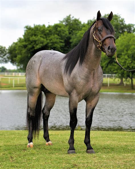 Pin by Christiane Abb on American Quarter Horse/ Palomino/ Pinto`s ...