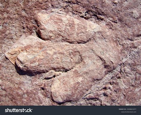 Trace Fossils Footprints