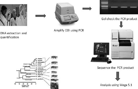 Image result for DNA Barcoding Method PNG