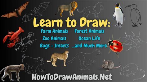 Image result for How to Draw Animals