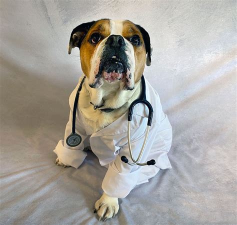 About Our AAHA Accreditation | Broad Ripple Animal Clinic