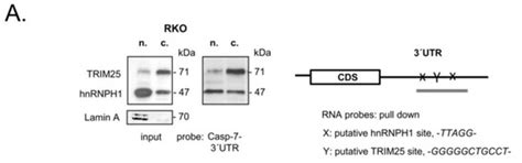 Cells | Special Issue : Factsheets of Cell Death