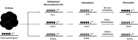 The Role of DNA Methylation in Common Skeletal Disorders