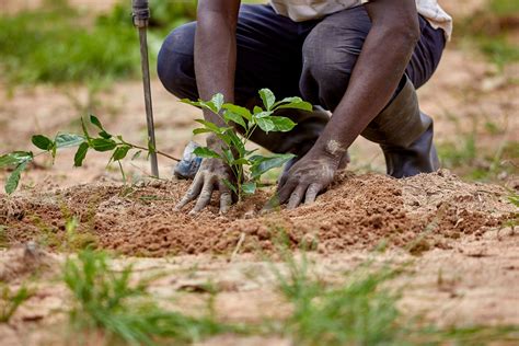 Image result for Lessons When Planting Trees