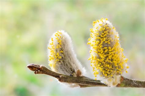 30 Facts About Flower - Facts.net