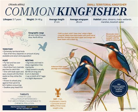 How Many Types Of Kingfisher at Willie Liggins blog