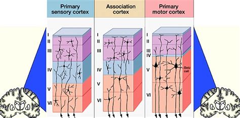 Neocortex 的图像结果